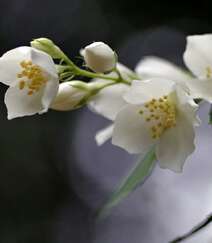 花极香，白色纯洁的茉莉花高清摄影美图组图2
