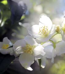 花极香，白色纯洁的茉莉花高清摄影美图组图1