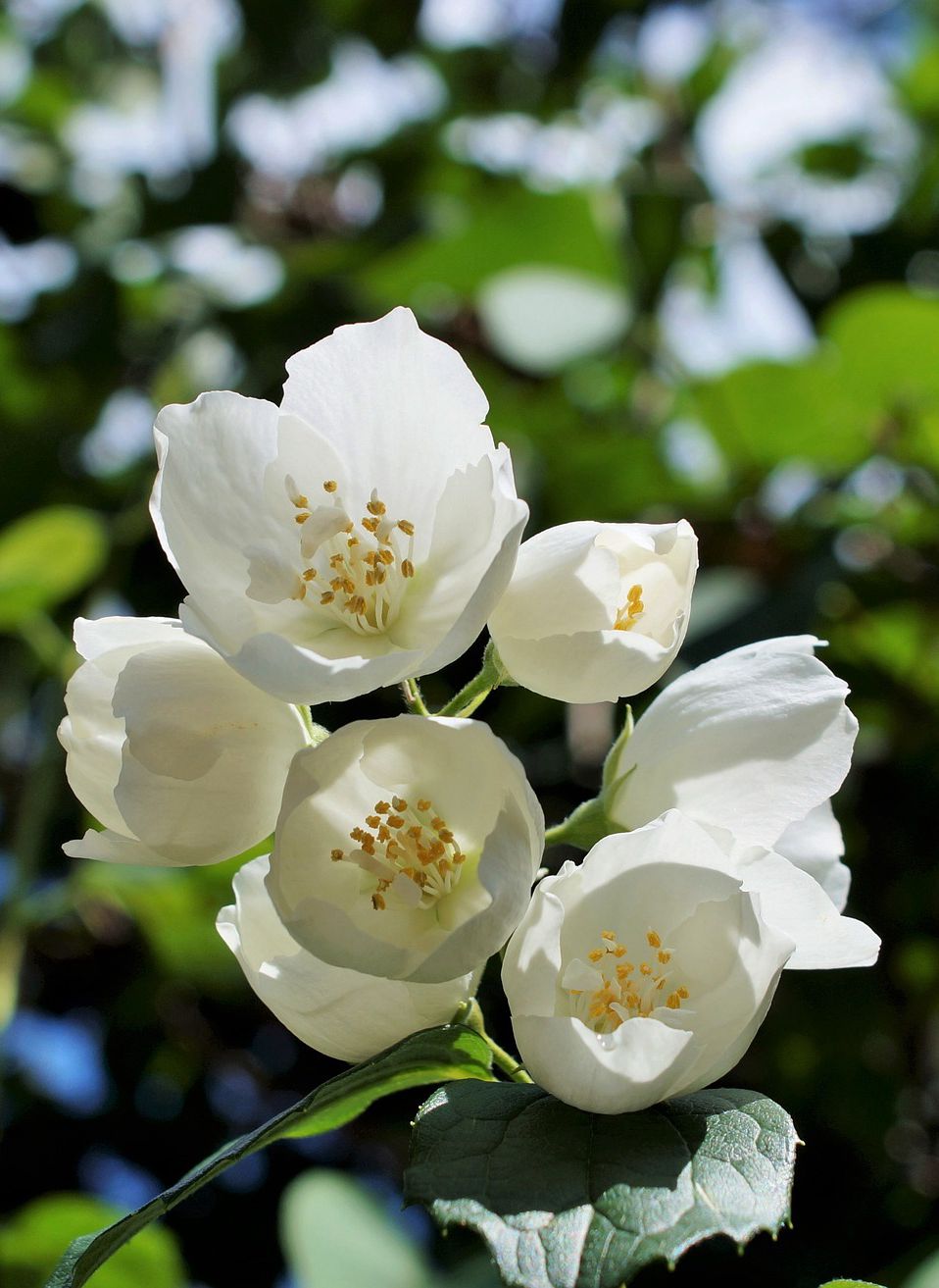 花极香，白色纯洁的茉莉花高清摄影美图图片