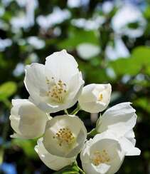 花极香，白色纯洁的茉莉花高清摄影美图组图4