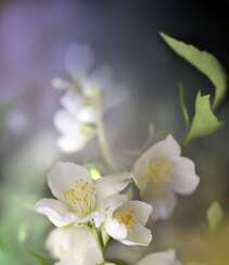 花极香，白色纯洁的茉莉花高清摄影美图组图6