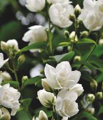 花极香，白色纯洁的茉莉花高清摄影美图组图7