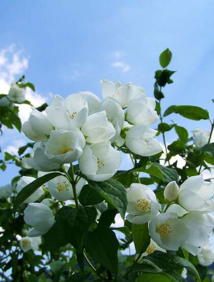 花极香，白色纯洁的茉莉花高清摄影美图