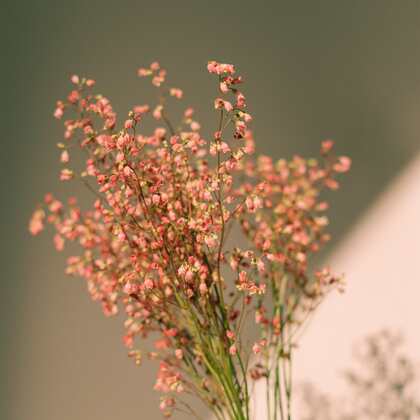 唯美花朵，干花，花束静物背景摄影图片，精致的生活需要花花草草的点缀！