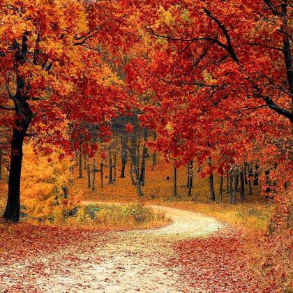 唯美树木，行道树，山路，落叶，萧瑟与繁荣交替的森系背景图片
