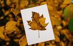 剪纸剪影艺术，以枯黄的落叶，树叶为背景的剪纸艺术摄影桌面壁纸图片组图4