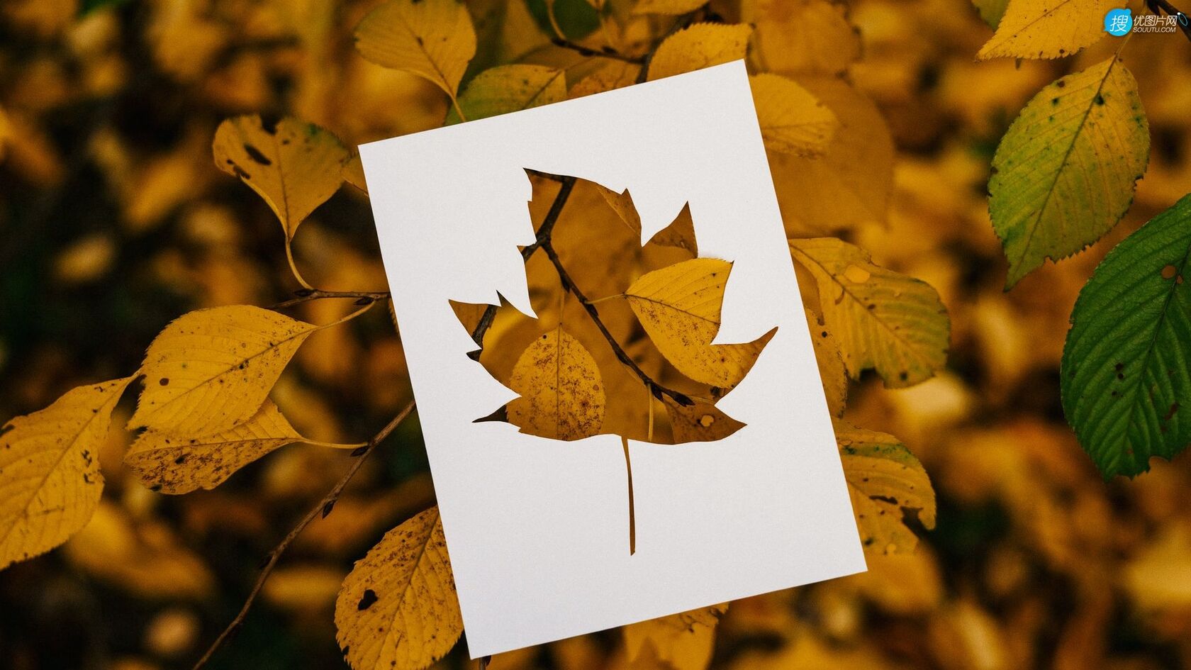 剪纸剪影艺术，以枯黄的落叶，树叶为背景的剪纸艺术摄影桌面壁纸图片第4张图片
