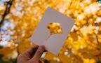 剪纸剪影艺术，以枯黄的落叶，树叶为背景的剪纸艺术摄影桌面壁纸图片组图5