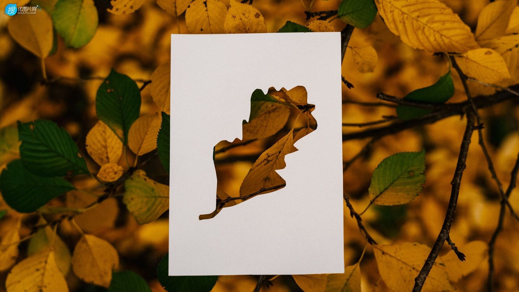 剪纸剪影艺术，以枯黄的落叶，树叶为背景的剪纸艺术摄影桌面壁纸图片第1张图片
