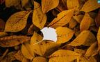 剪纸剪影艺术，以枯黄的落叶，树叶为背景的剪纸艺术摄影桌面壁纸图片组图3