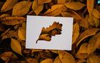 剪纸剪影艺术，以枯黄的落叶，树叶为背景的剪纸艺术摄影桌面壁纸图片组图2