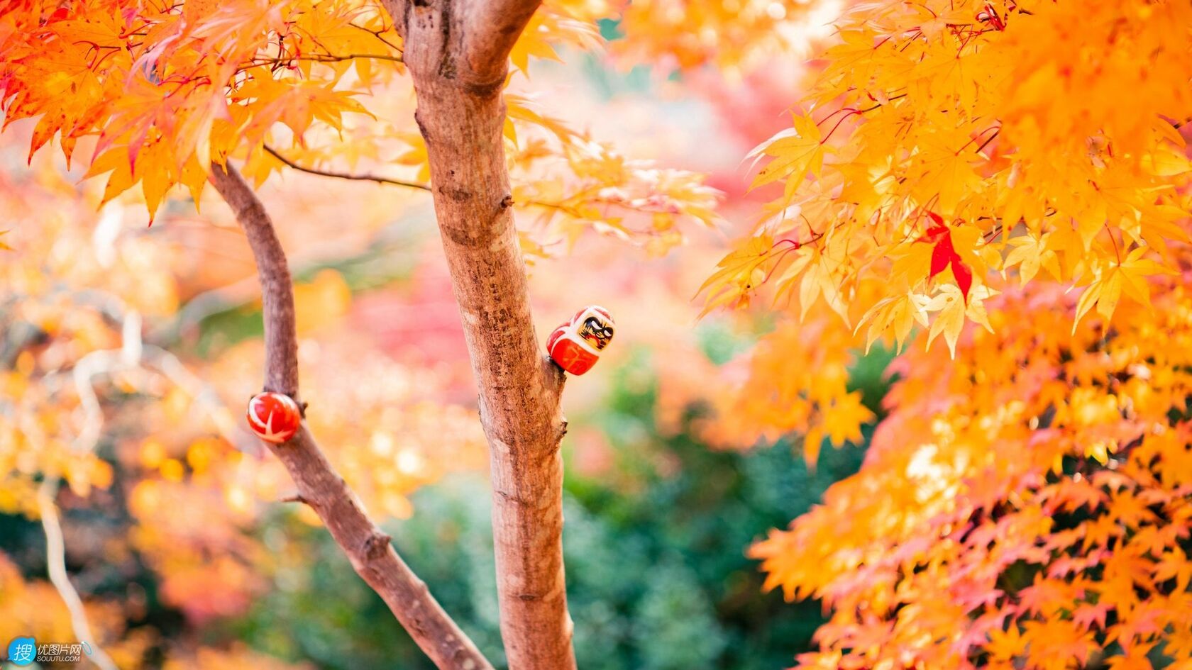 枫树，金黄的枫叶，和摆在树上的小玩偶唯美高清景色壁纸图片第1张图片