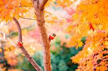 枫树，金黄的枫叶，和摆在树上的小玩偶唯美高清景色壁纸图片