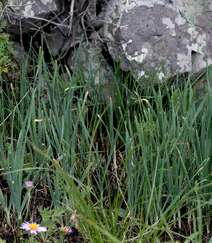 野韭，野外自然生长的葱科植物野韭图片组图6