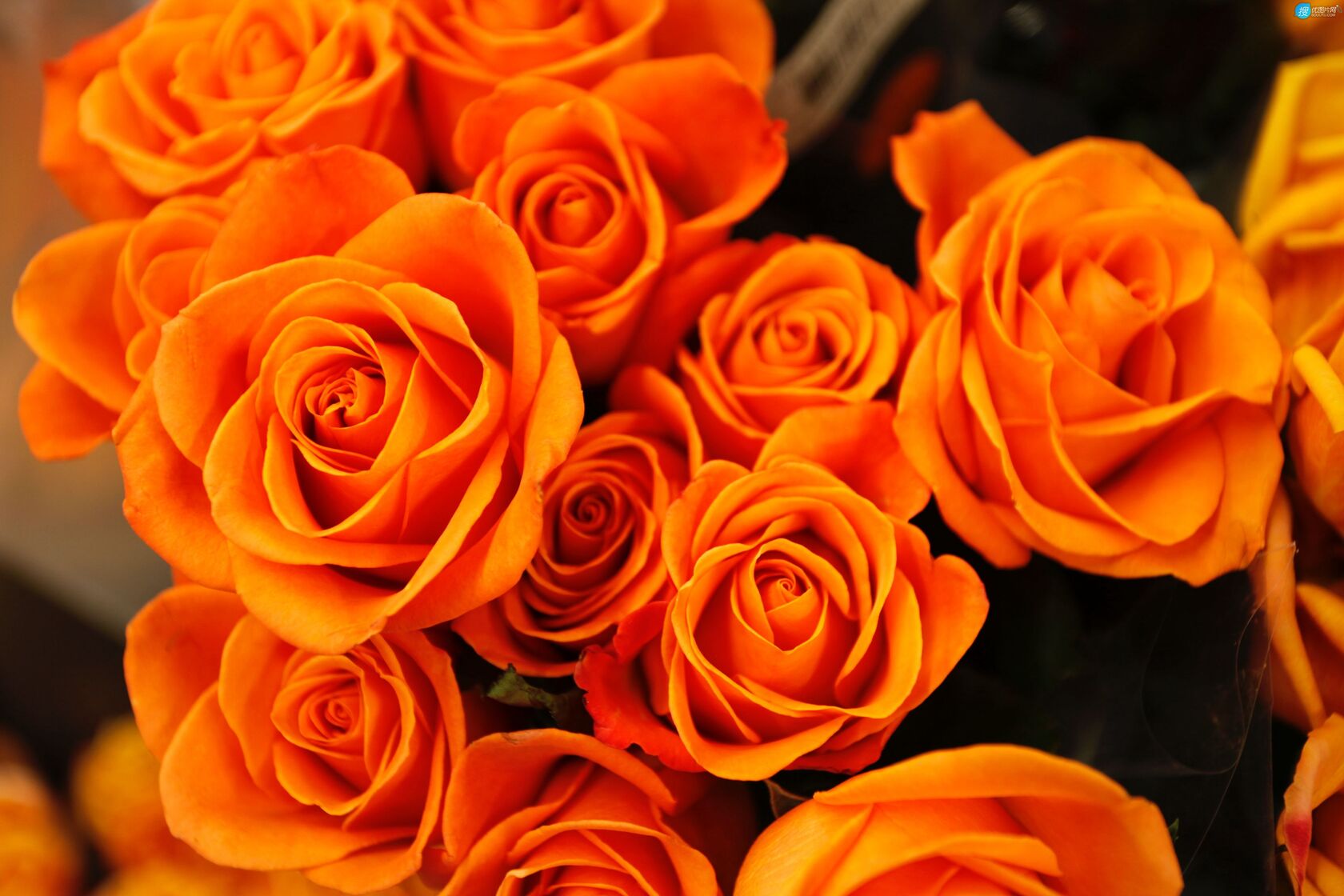 橙色的玫瑰花束壁纸图片