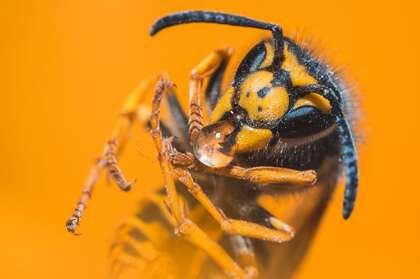 大黄蜂高清微距摄影图片