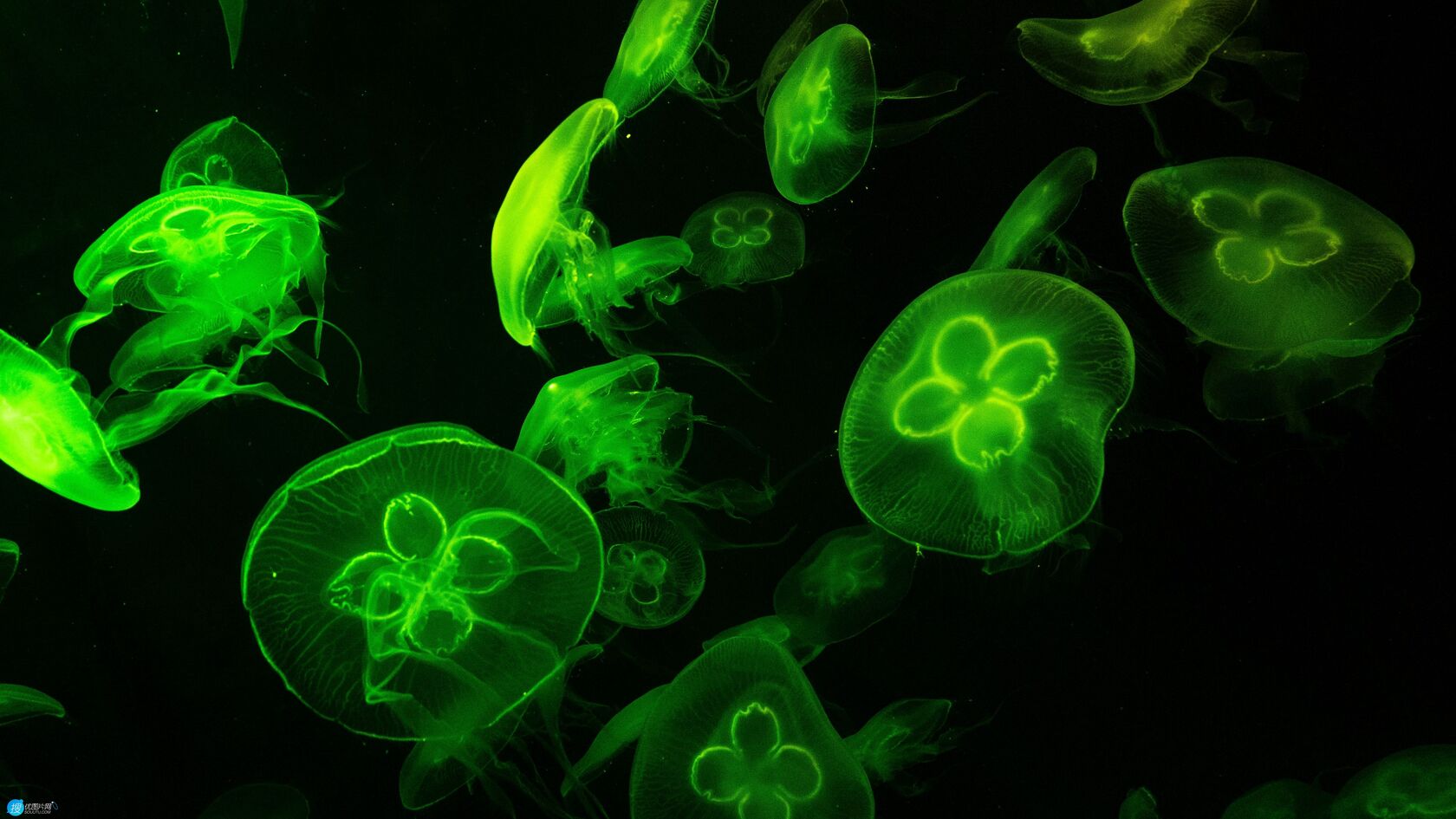 泛着绿光的海中水母唯美高清壁纸图片