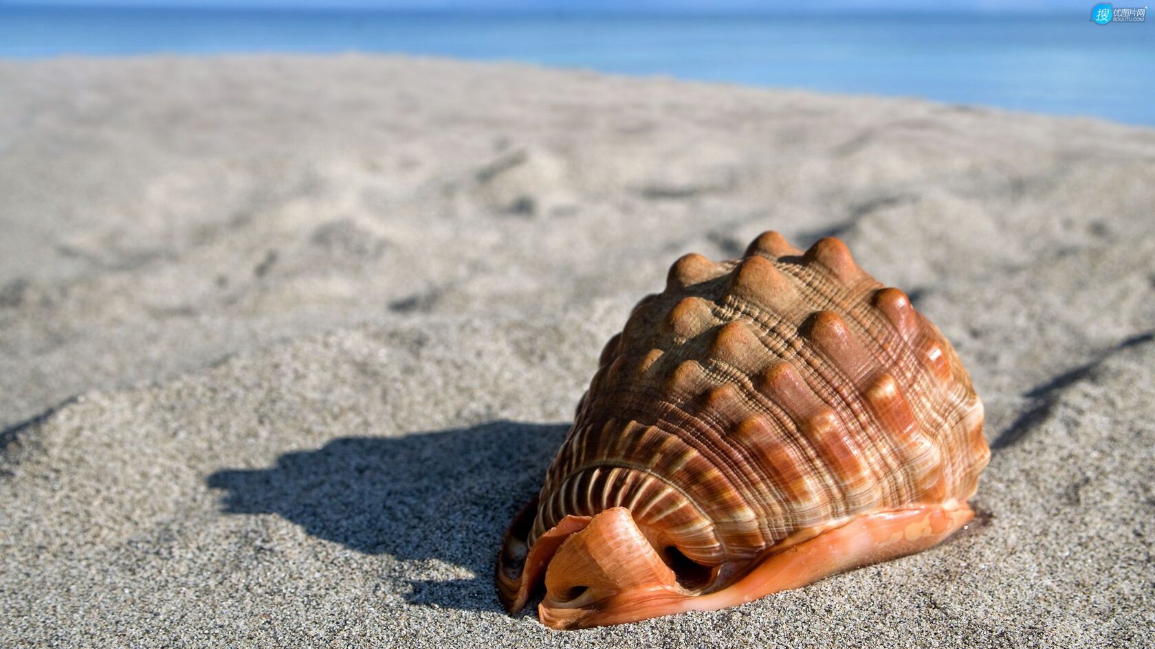海螺，海边沙滩上的巨型海螺唯美壁纸图片