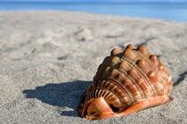 海螺，海边沙滩上的巨型海螺唯美壁纸图片