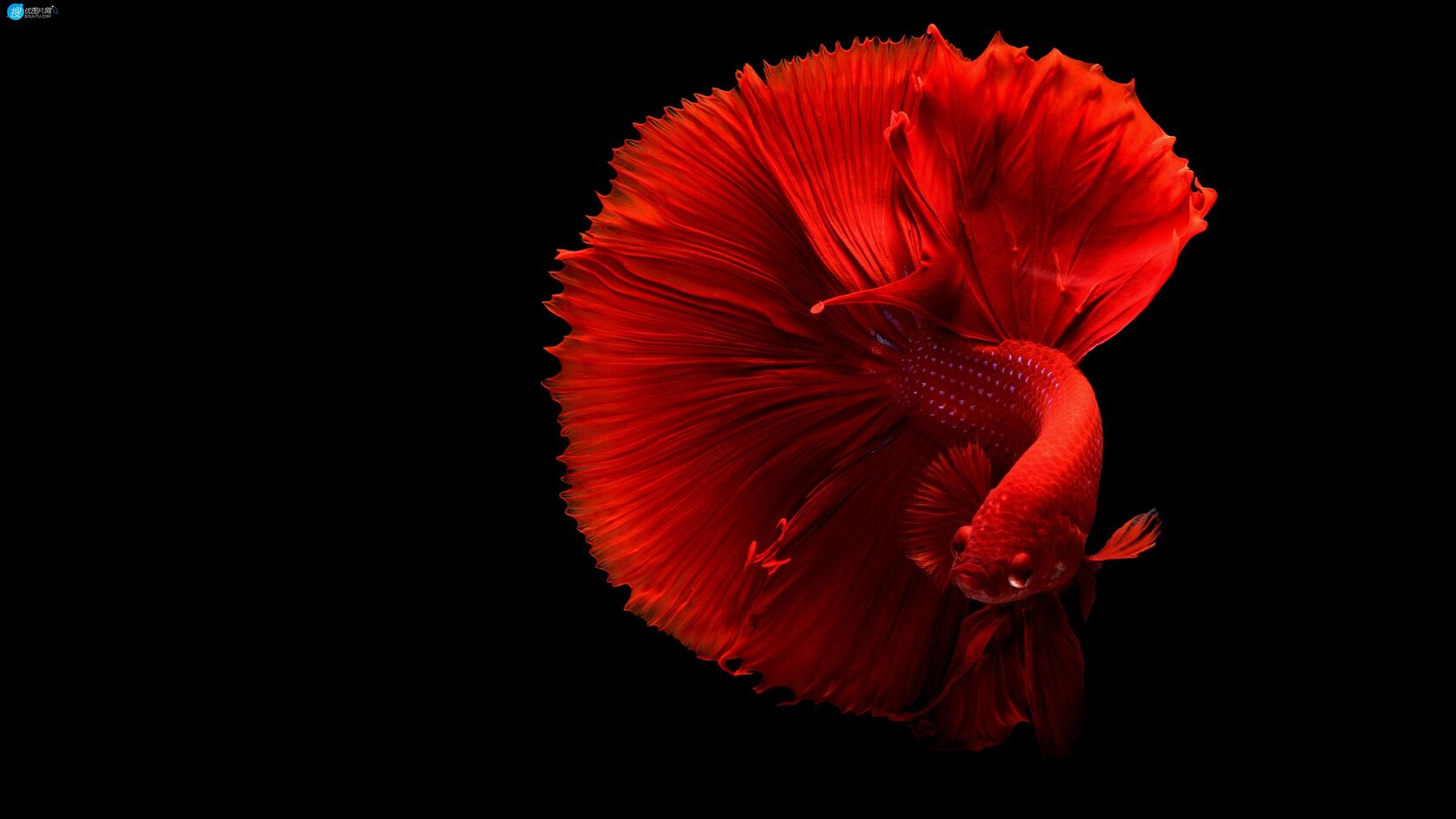 红色的孔雀花鳉（孔雀鱼）高清电脑桌面壁纸图片第1张图片