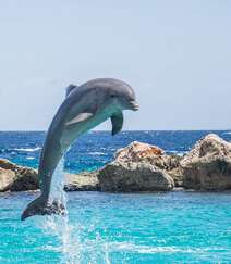 在海中自由自在的可爱海豚图片