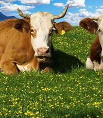 被圈养或放牧中的可爱奶牛图片组图4