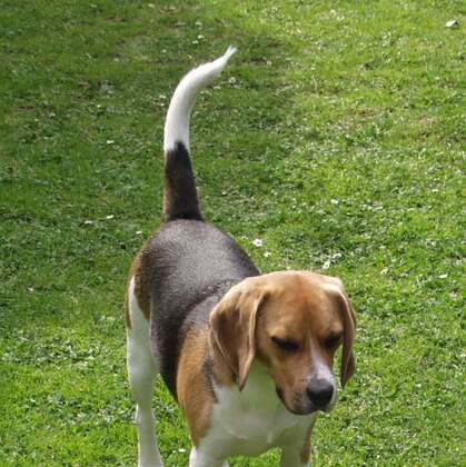 比格犬，世界名犬犬种之一，非常古老的犬种比格犬图片