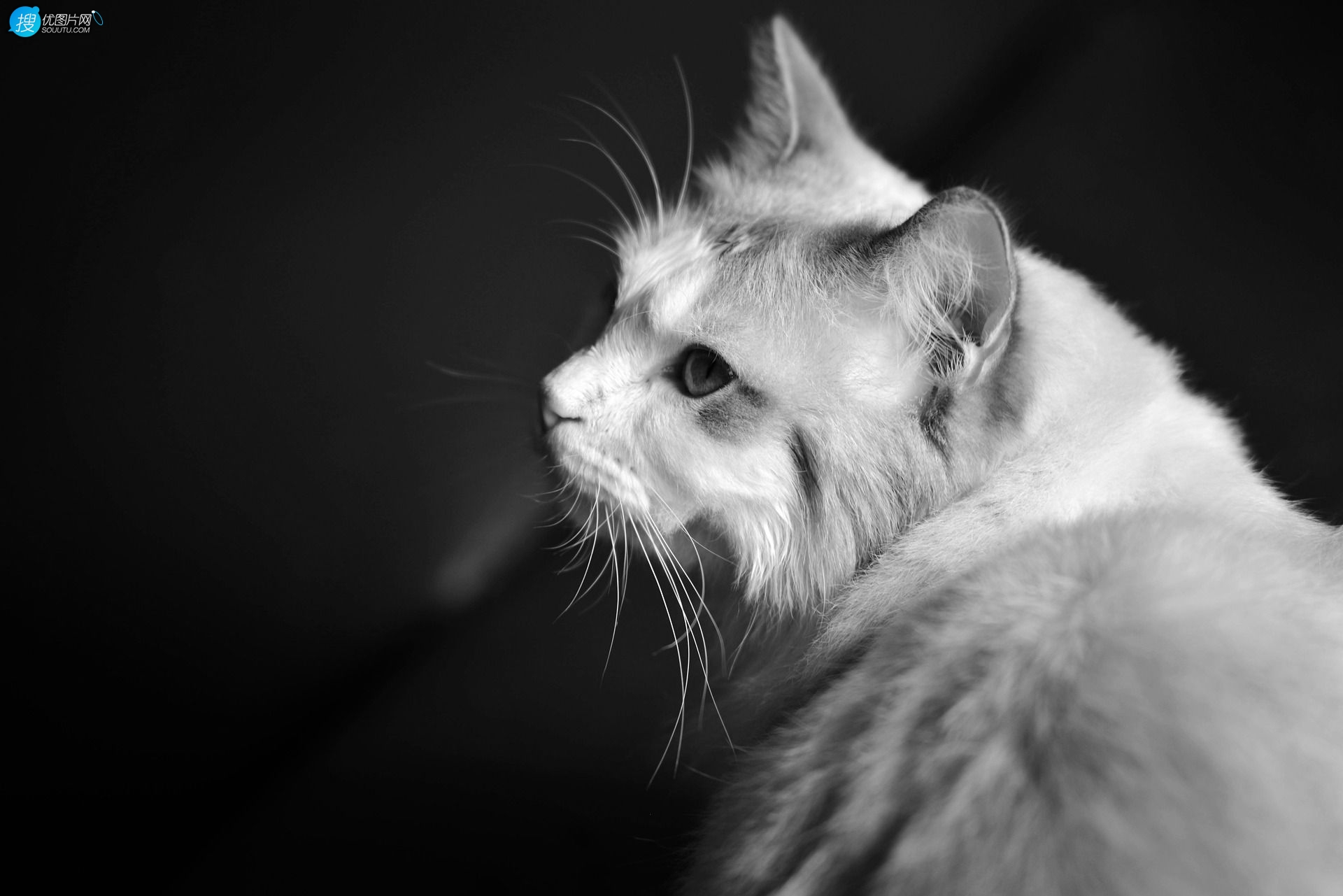 蓝色眼睛，白色毛发的布偶猫高清微距形态特写摄影图片图片