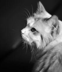 蓝色眼睛，白色毛发的布偶猫高清微距形态特写摄影图片组图6
