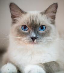 蓝色眼睛，白色毛发的布偶猫高清微距形态特写摄影图片组图1