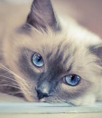 蓝色眼睛，白色毛发的布偶猫高清微距形态特写摄影图片组图2