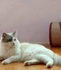 蓝色眼睛，白色毛发的布偶猫高清微距形态特写摄影图片组图3