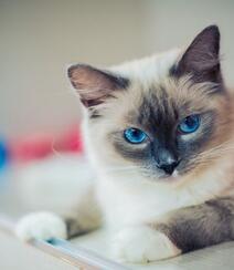 蓝色眼睛，白色毛发的布偶猫高清微距形态特写摄影图片组图5