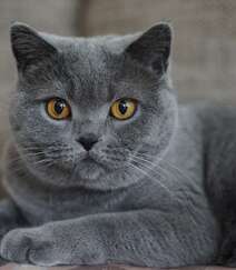 灰色毛发的可爱呆萌蓝猫（英国短毛猫）图片