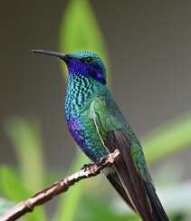 体型小，有着鳞状羽毛，各种色彩鲜艳的可爱蜂鸟图片