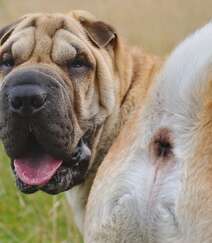 沙皮狗（沙皮犬），脸上满是褶皱的世界名种斗狗之一沙皮狗图片组图4