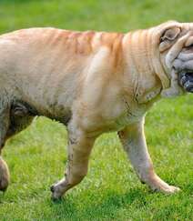 沙皮狗（沙皮犬），脸上满是褶皱的世界名种斗狗之一沙皮狗图片组图9