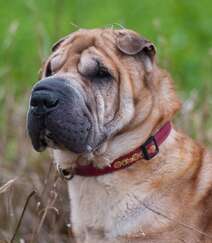 沙皮狗（沙皮犬），脸上满是褶皱的世界名种斗狗之一沙皮狗图片组图7