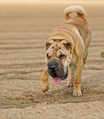 沙皮狗（沙皮犬），脸上满是褶皱的世界名种斗狗之一沙皮狗图片组图8