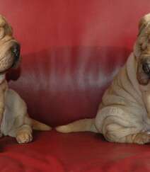 沙皮狗（沙皮犬），脸上满是褶皱的世界名种斗狗之一沙皮狗图片组图10
