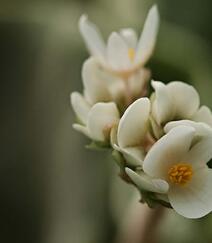 娇艳动人，盛开的各色海棠花高清图片组图2