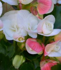 娇艳动人，盛开的各色海棠花高清图片组图3