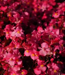 娇艳动人，盛开的各色海棠花高清图片组图8