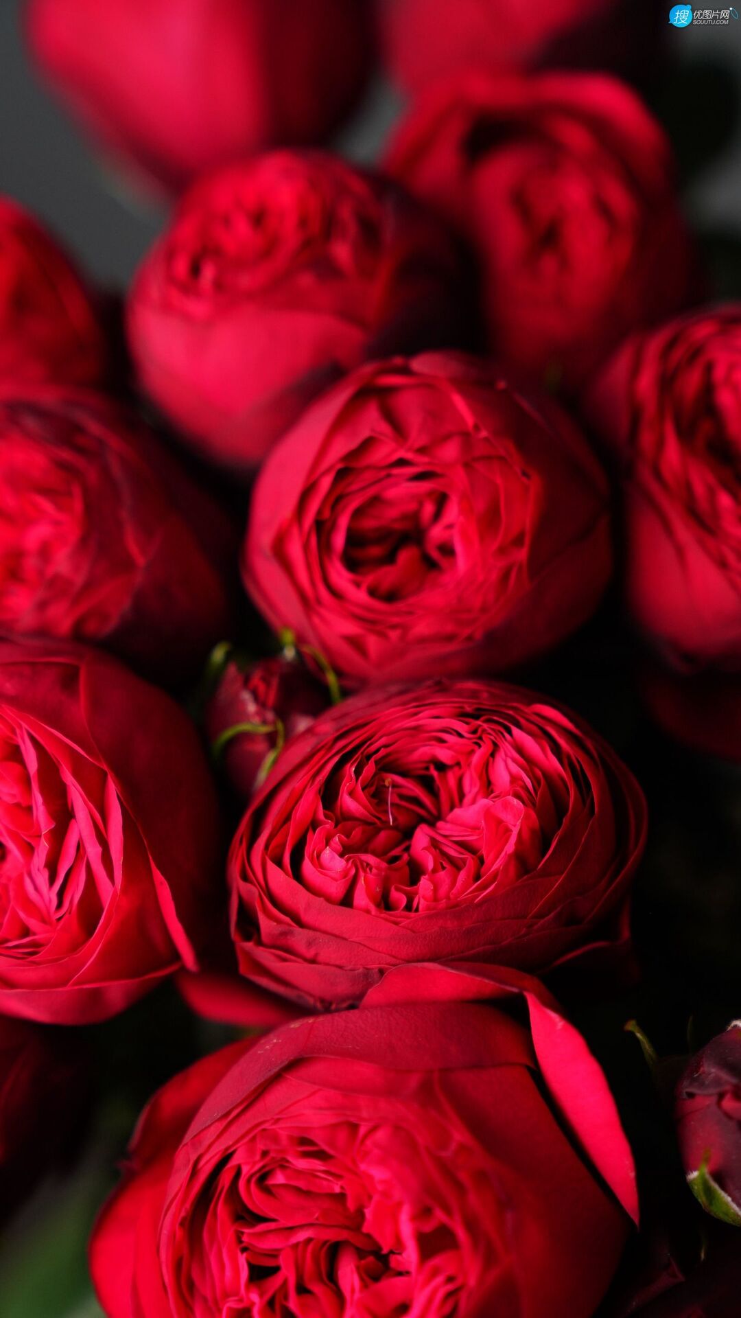 红色的玫瑰花花束高清微距摄影手机壁纸图片