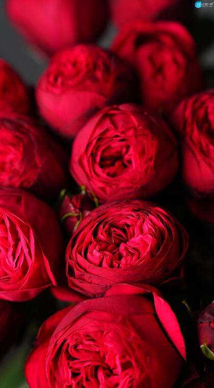 红色的玫瑰花花束高清微距摄影手机壁纸图片