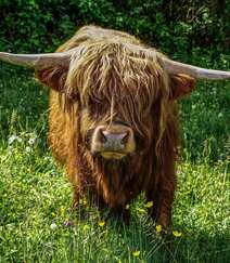 毛发非常旺盛的“非主牛” 苏格兰高地牛高清可爱图片组图1