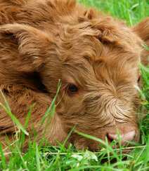 毛发非常旺盛的“非主牛” 苏格兰高地牛高清可爱图片组图6