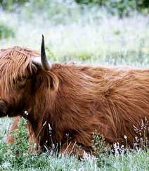 毛发非常旺盛的“非主牛” 苏格兰高地牛高清可爱图片组图7