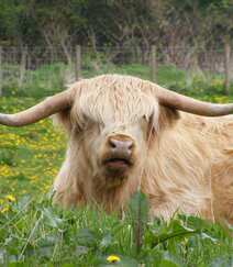毛发非常旺盛的“非主牛” 苏格兰高地牛高清可爱图片组图4