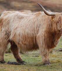 毛发非常旺盛的“非主牛” 苏格兰高地牛高清可爱图片组图9